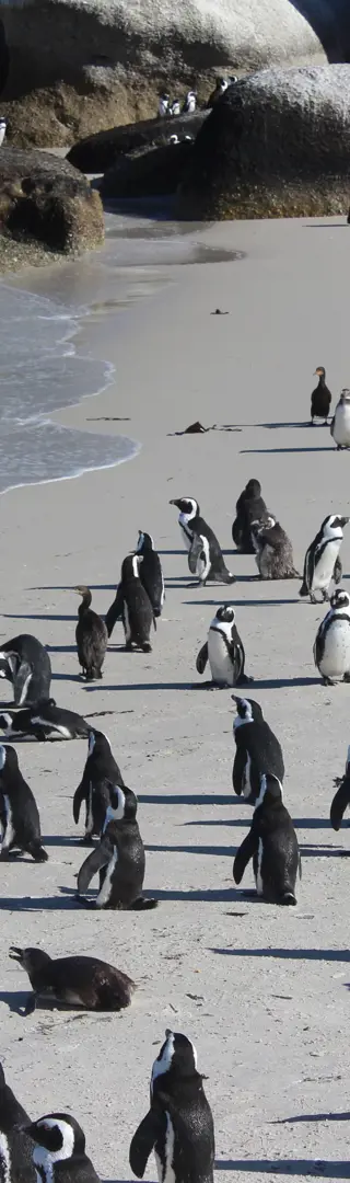 Afrikanische Pinguine